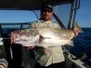 Jigged Mulloway